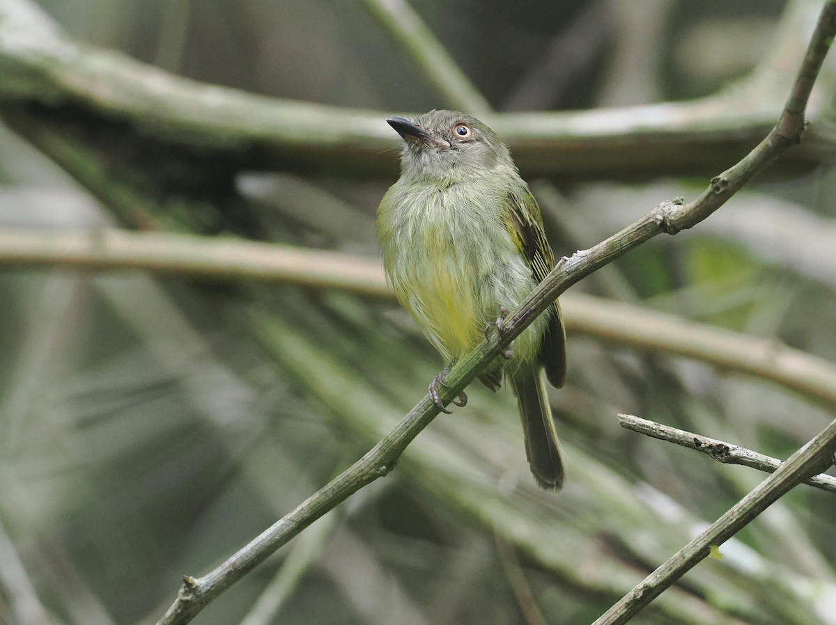 Johannes's Tody-Tyrant - ML646380347