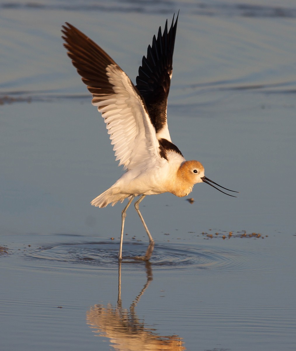 American Avocet - ML646380348