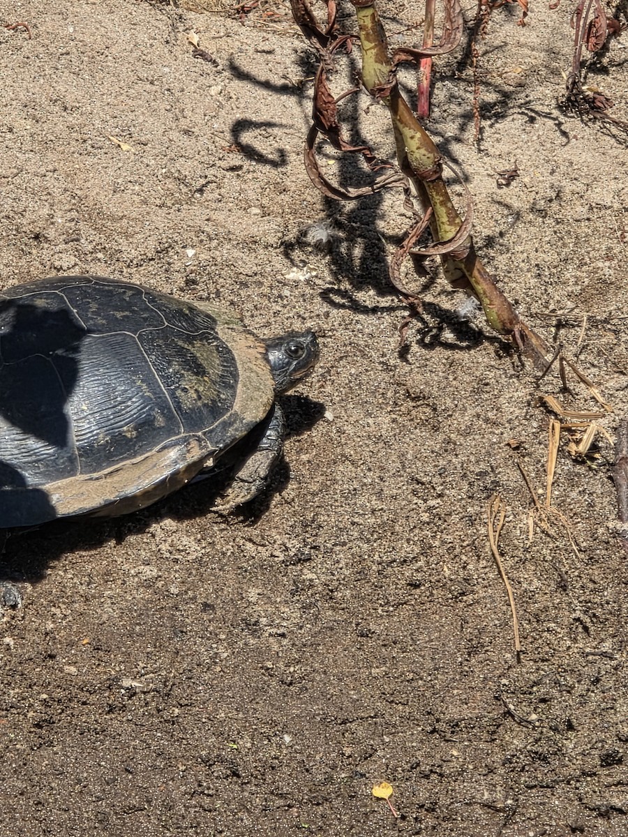 Reptiles - ML646380349