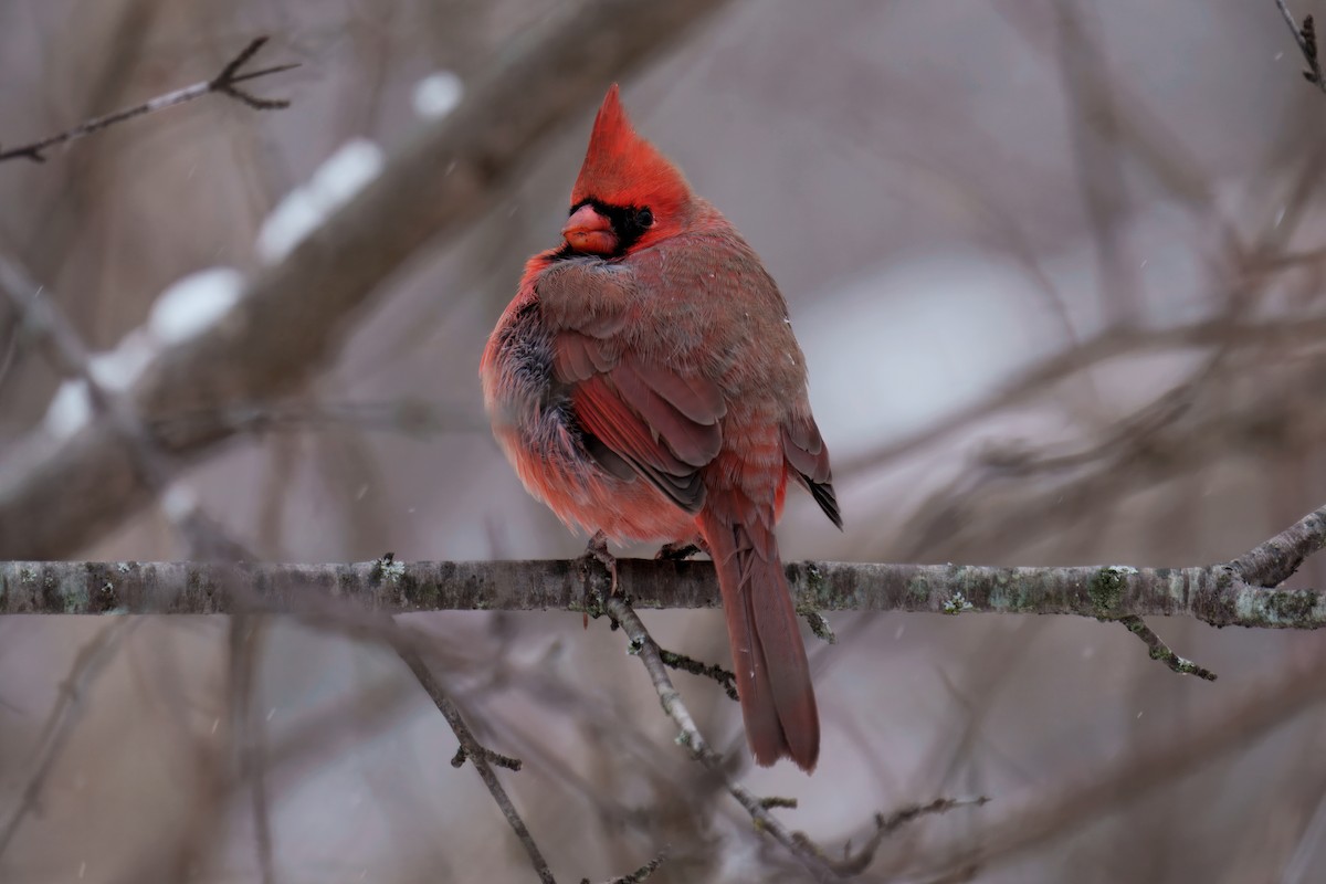 Красный кардинал - ML646380353