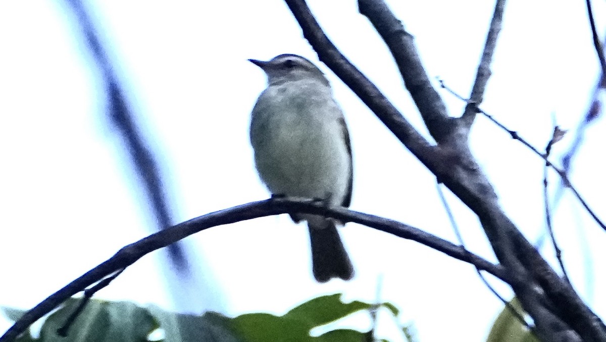 Mouse-colored Tyrannulet (Northern) - ML646380354
