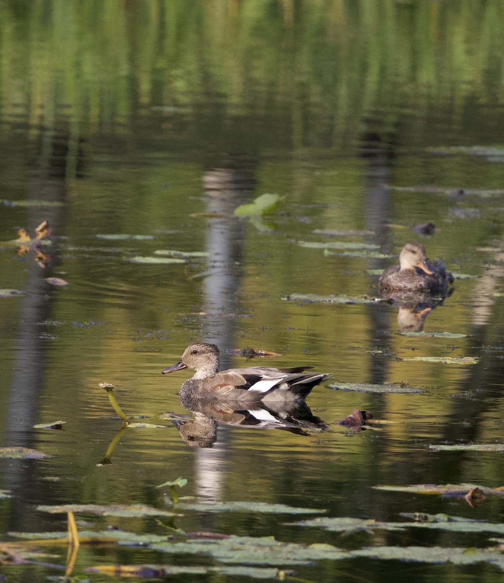 Gadwall - ML646380356