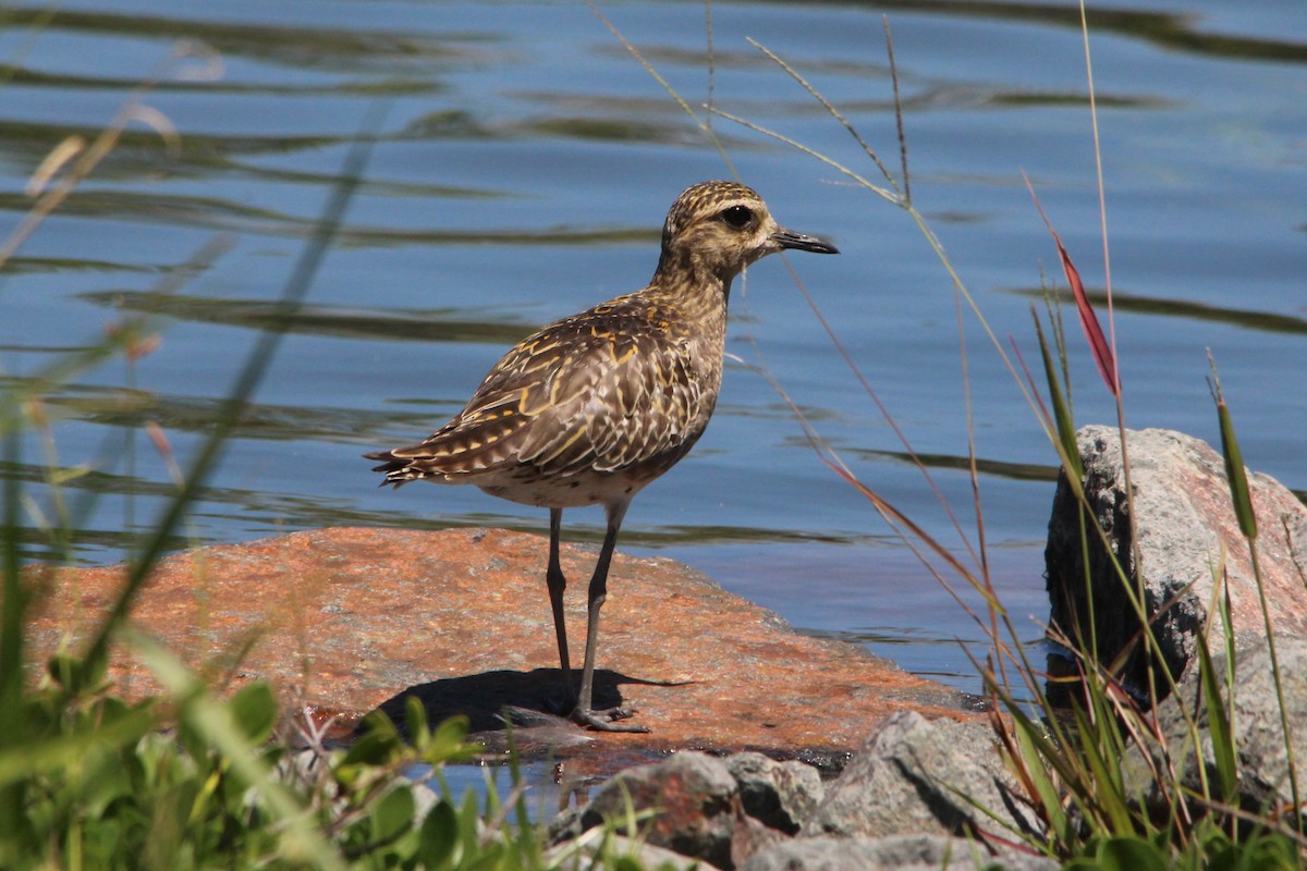 Pacific Golden-Plover - ML646380357