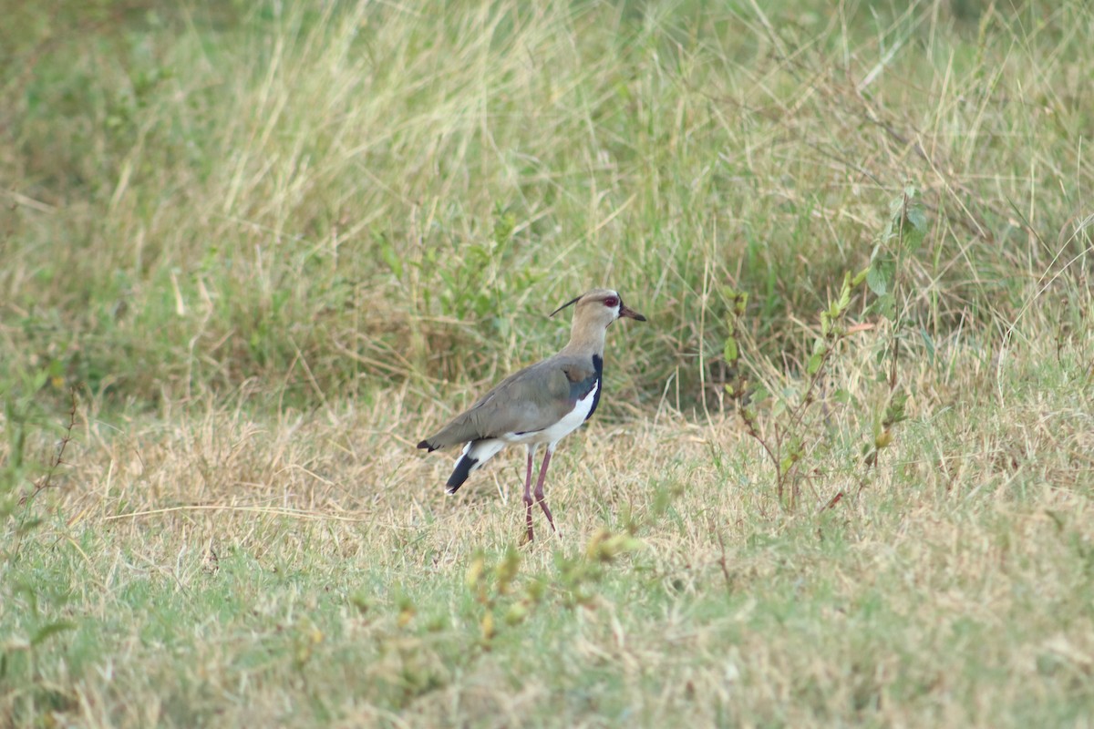 Southern Lapwing - ML646380359
