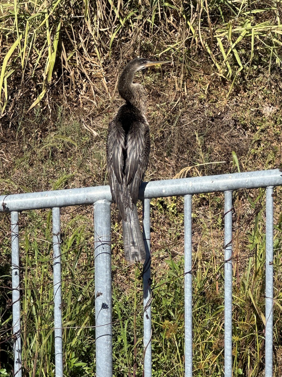 Anhinga - ML646380360