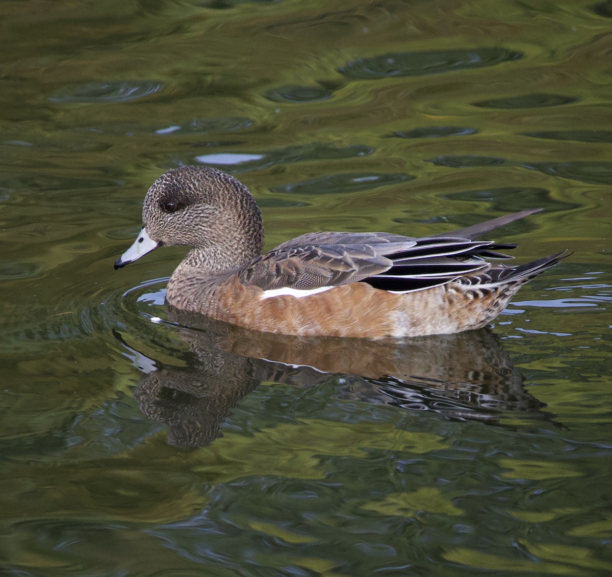 American Wigeon - ML646380362