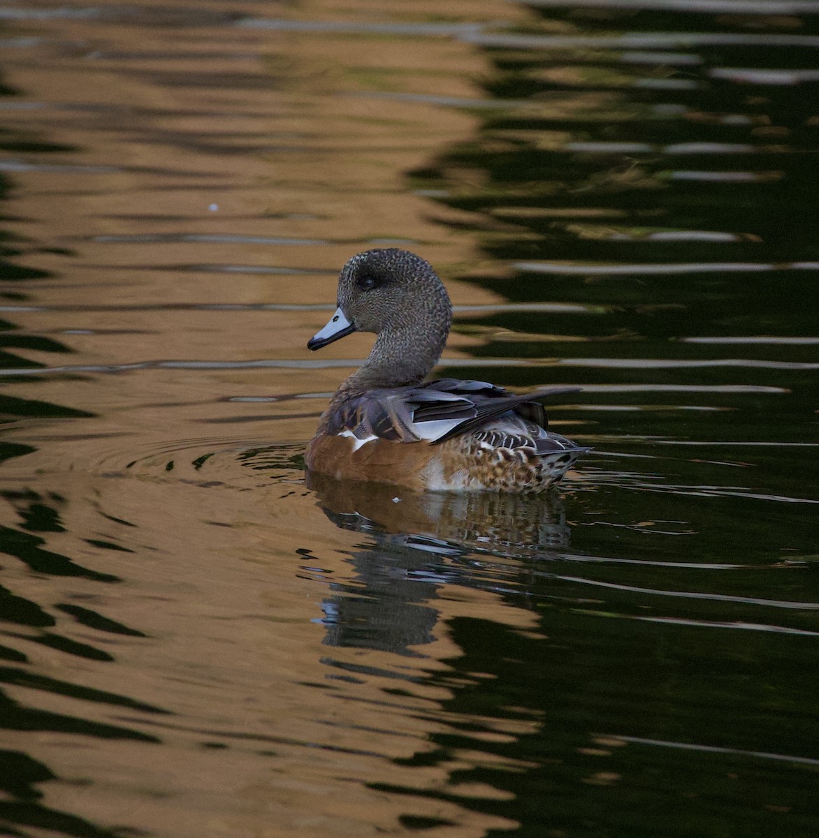 American Wigeon - ML646380363