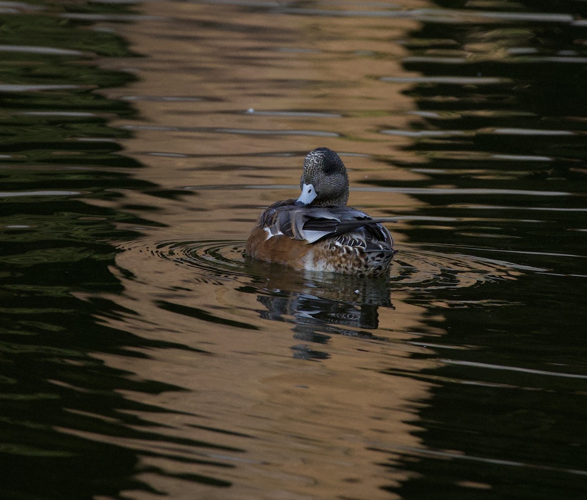 American Wigeon - ML646380364