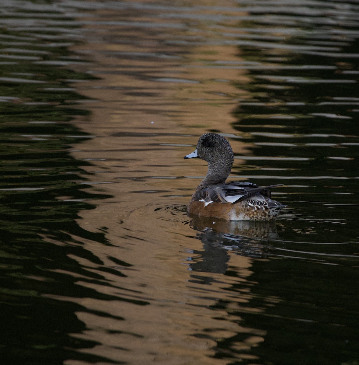 American Wigeon - ML646380365