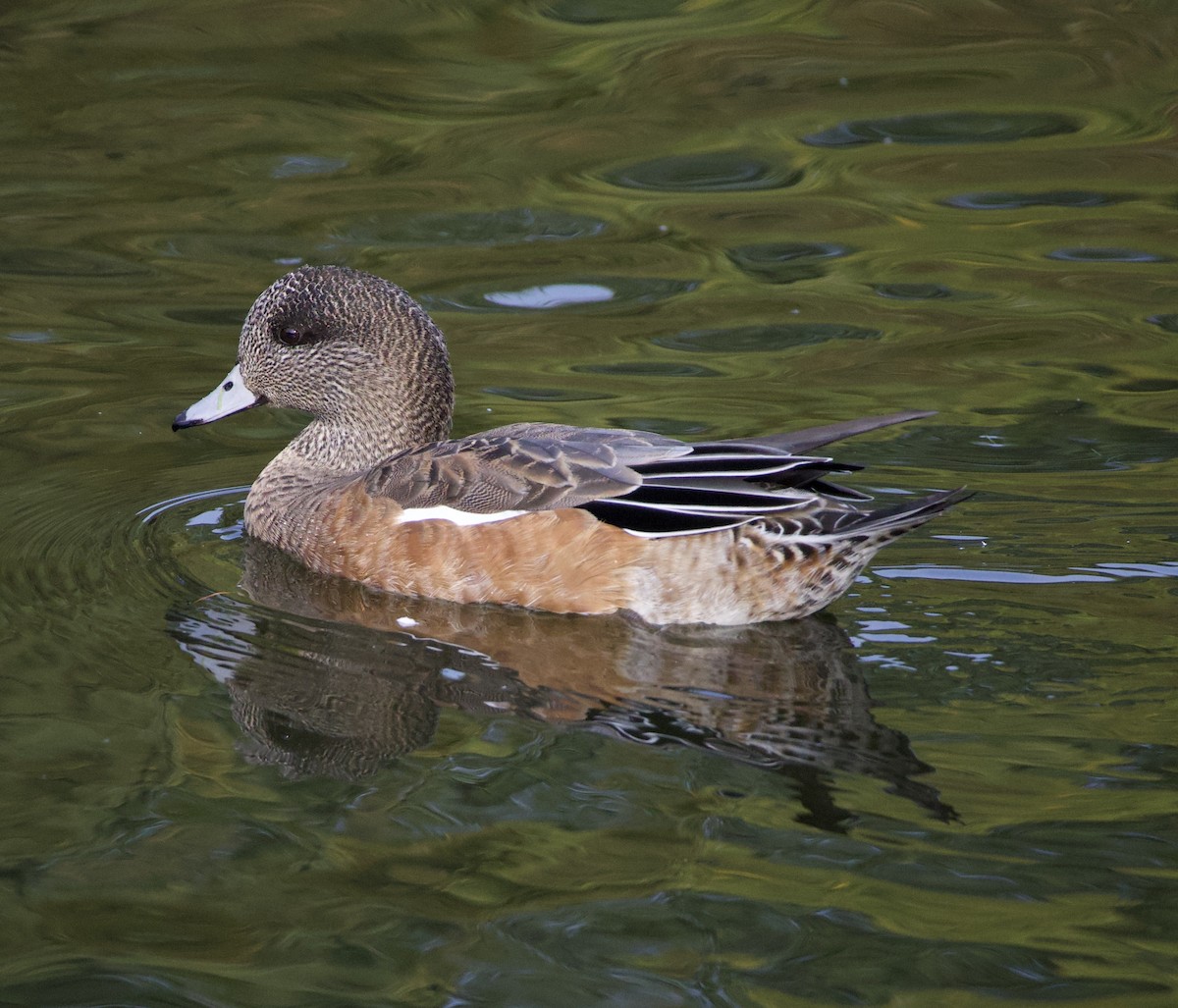 American Wigeon - ML646380366