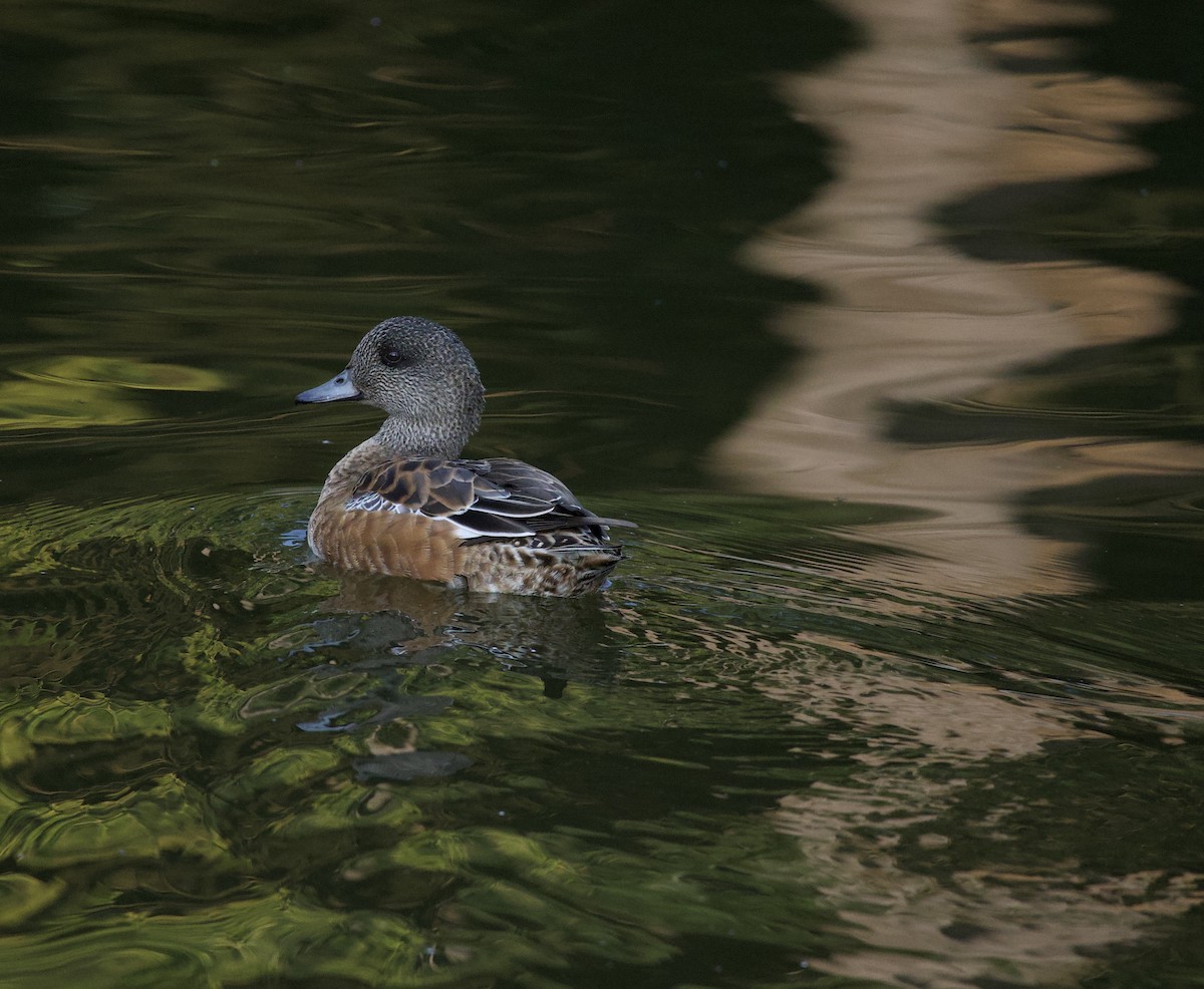 American Wigeon - ML646380367