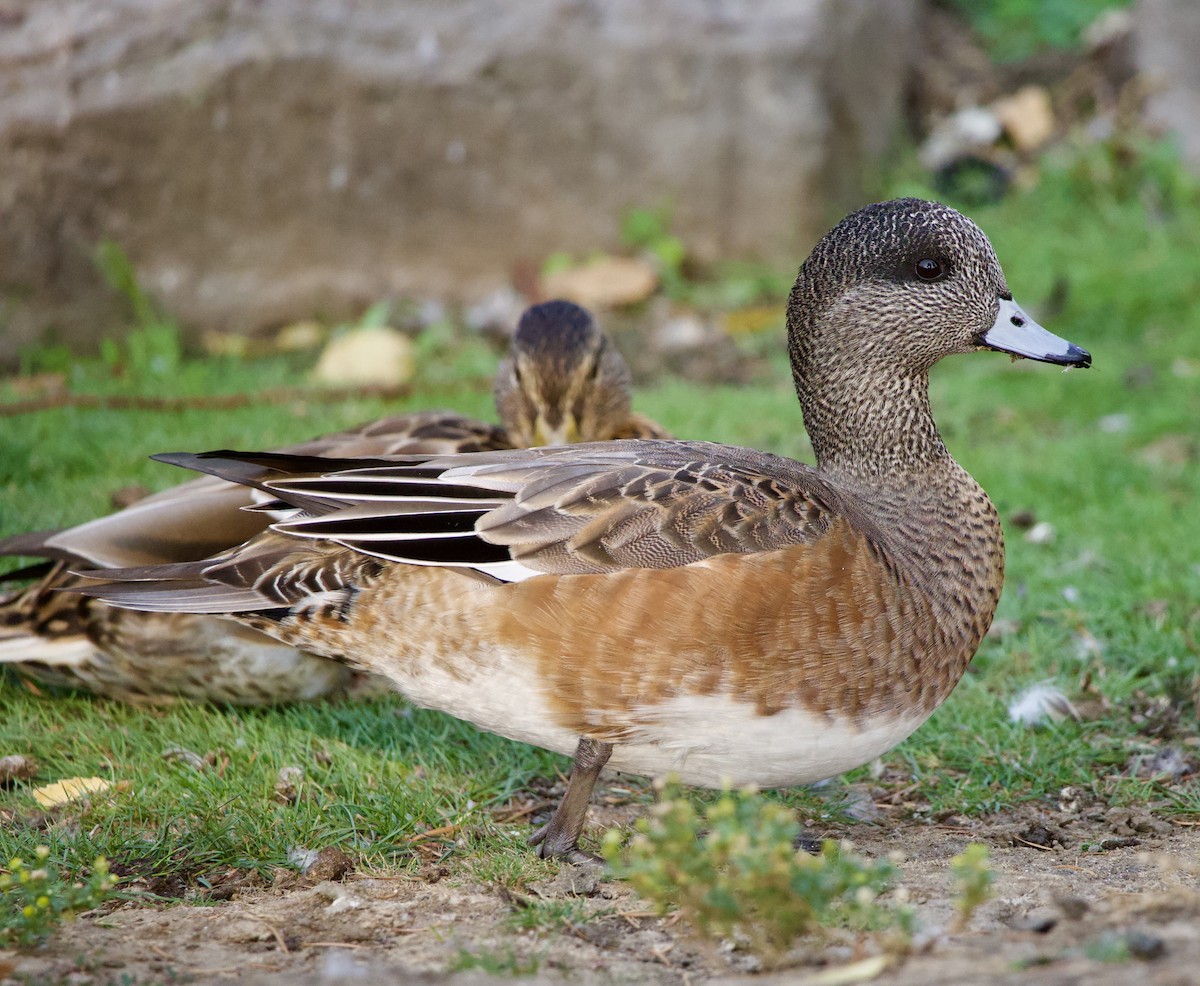 American Wigeon - ML646380368