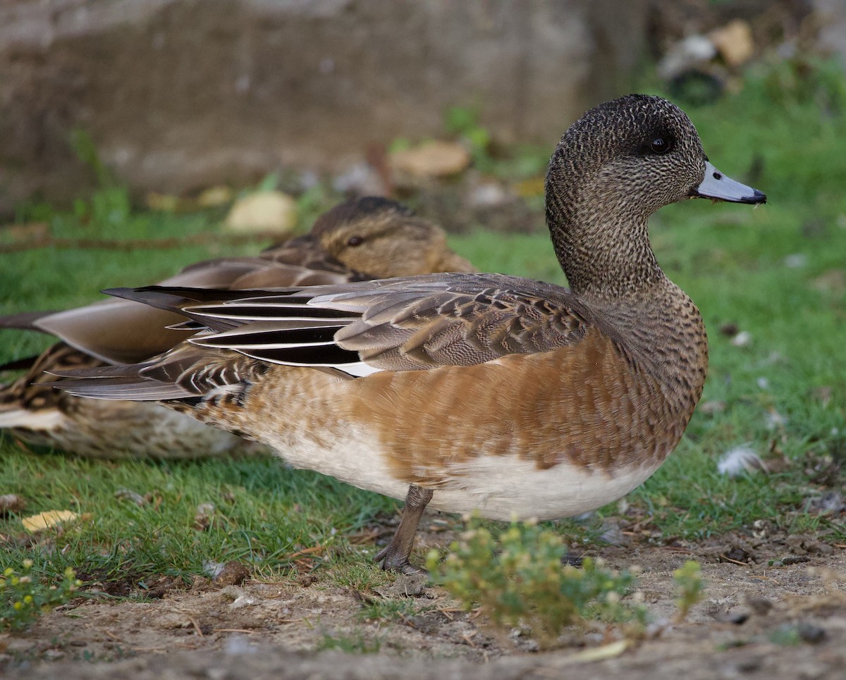 American Wigeon - ML646380369