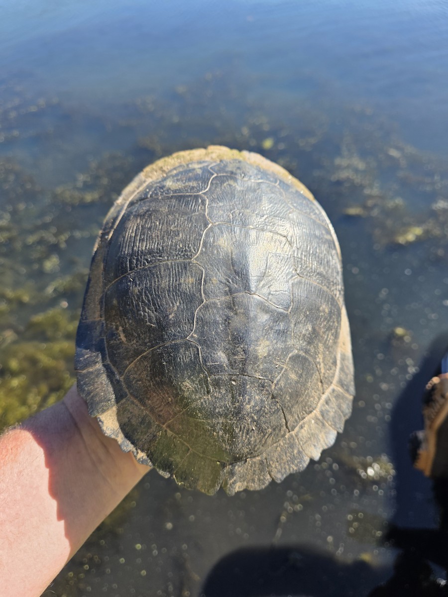 Reptiles - ML646380370