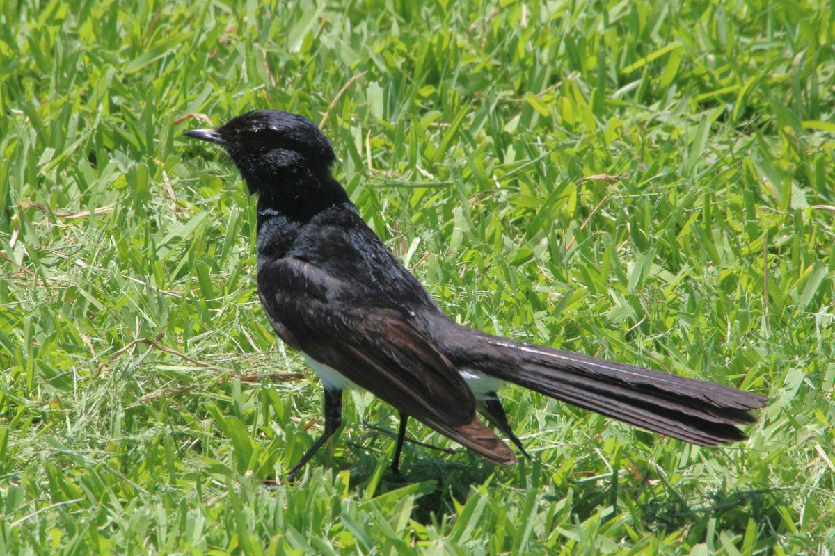 Willie-wagtail - ML646380373