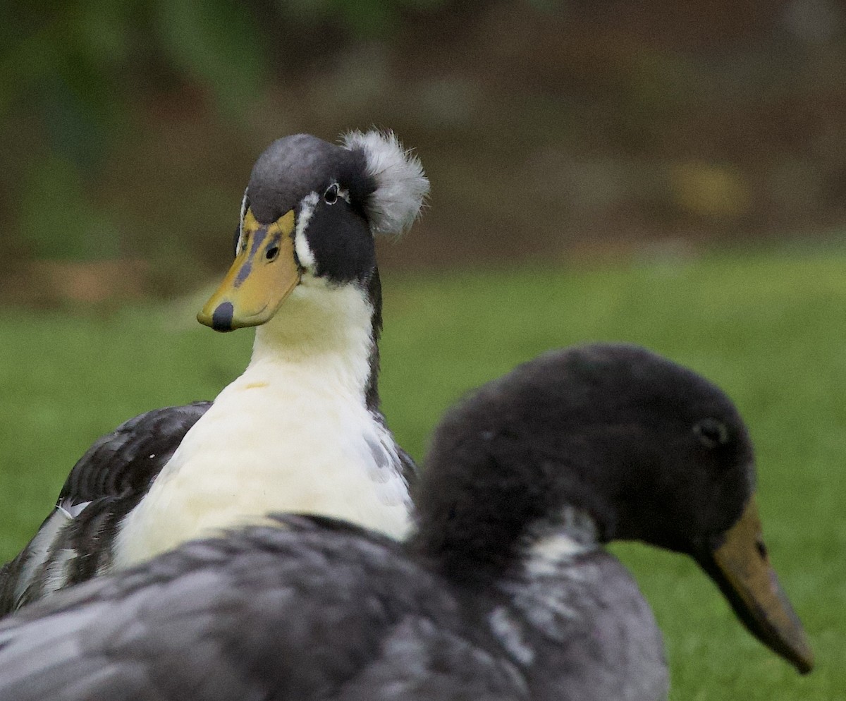 Mallard (Domestic type) - ML646380375