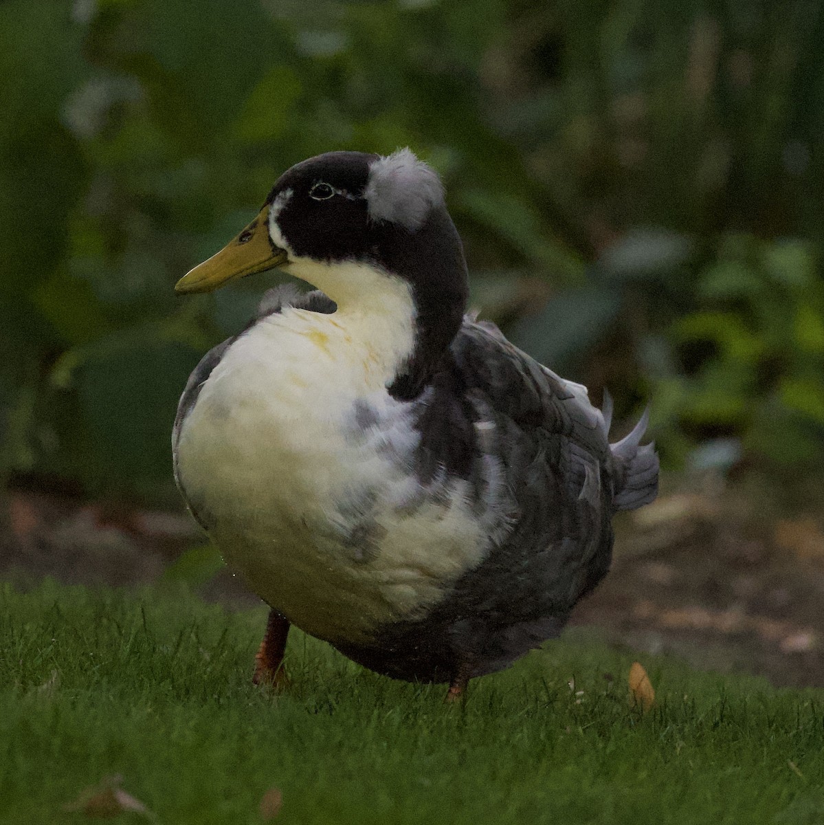 Mallard (Domestic type) - ML646380376