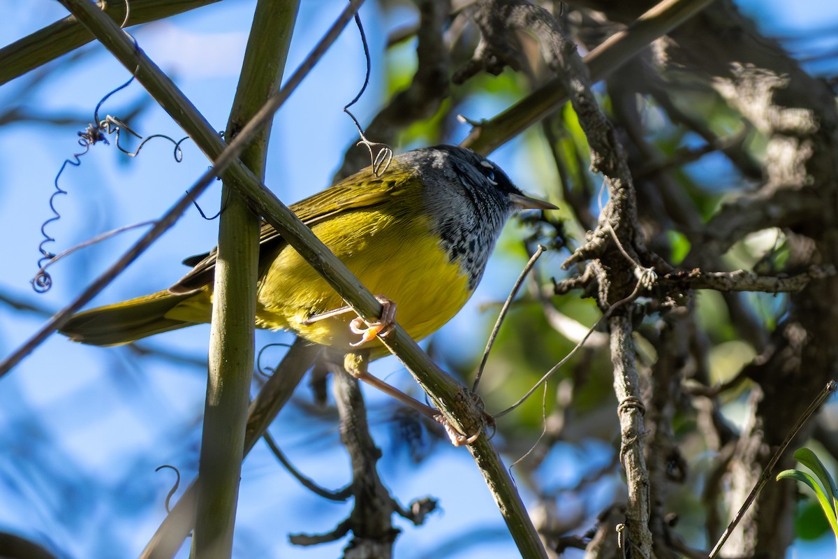 MacGillivray's Warbler - ML646380377