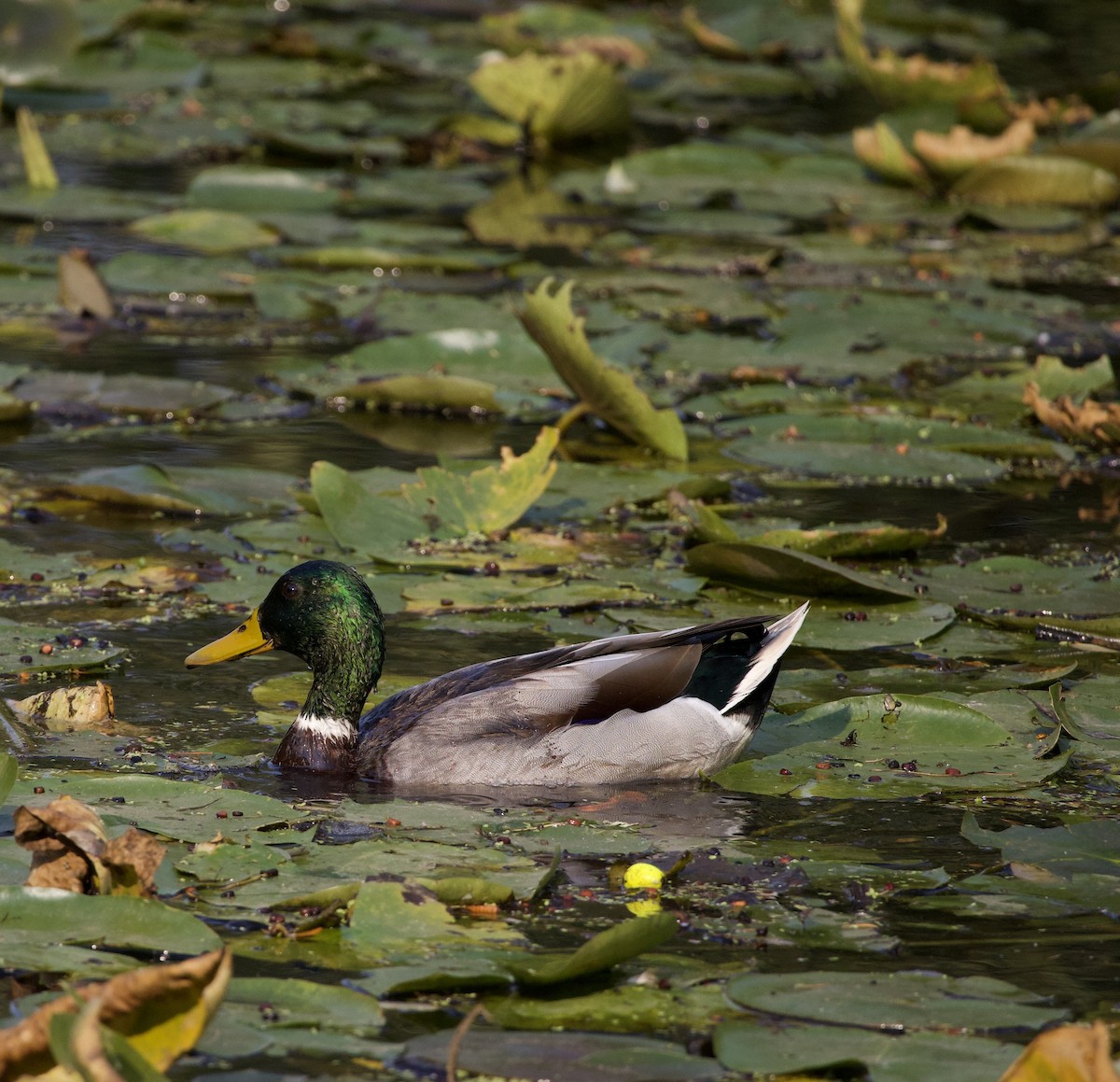 Mallard - ML646380380