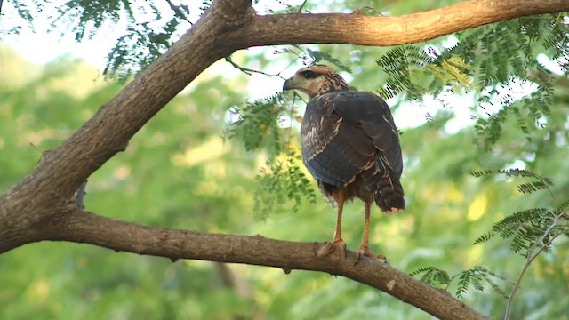 Schwarzbussard - ML646380381