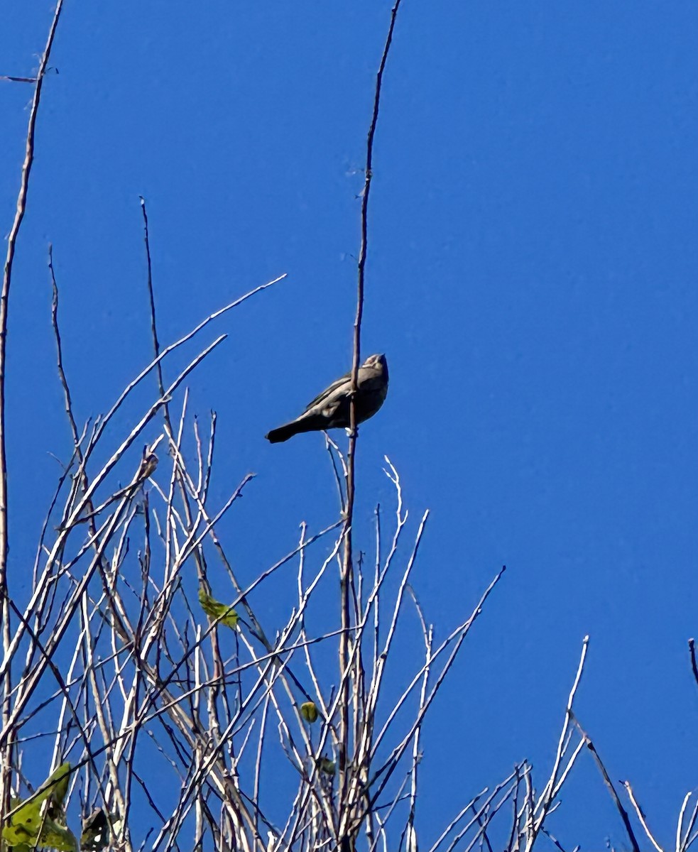 Brown-headed Cowbird - ML646380383