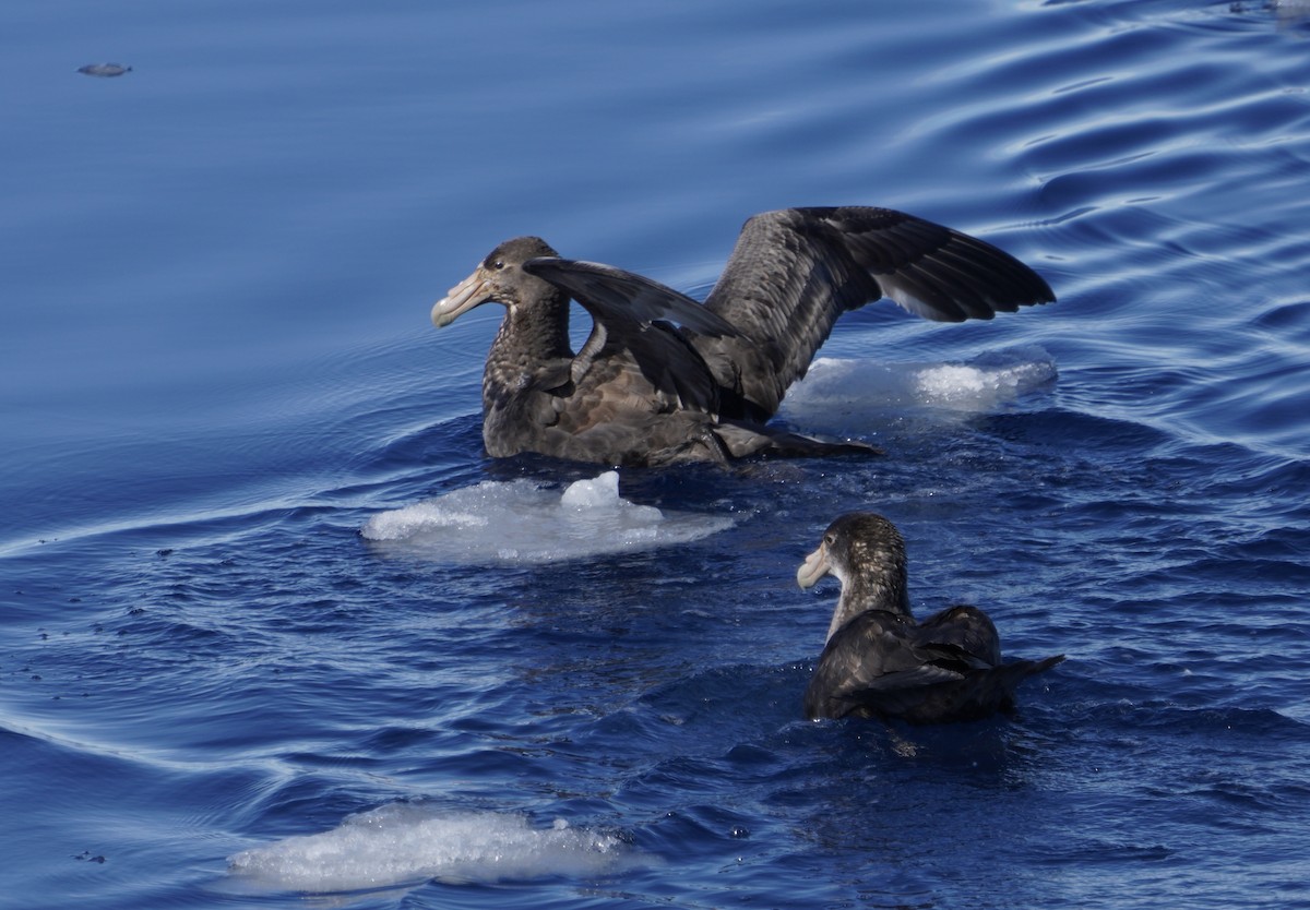 sørkjempepetrell - ML646380384