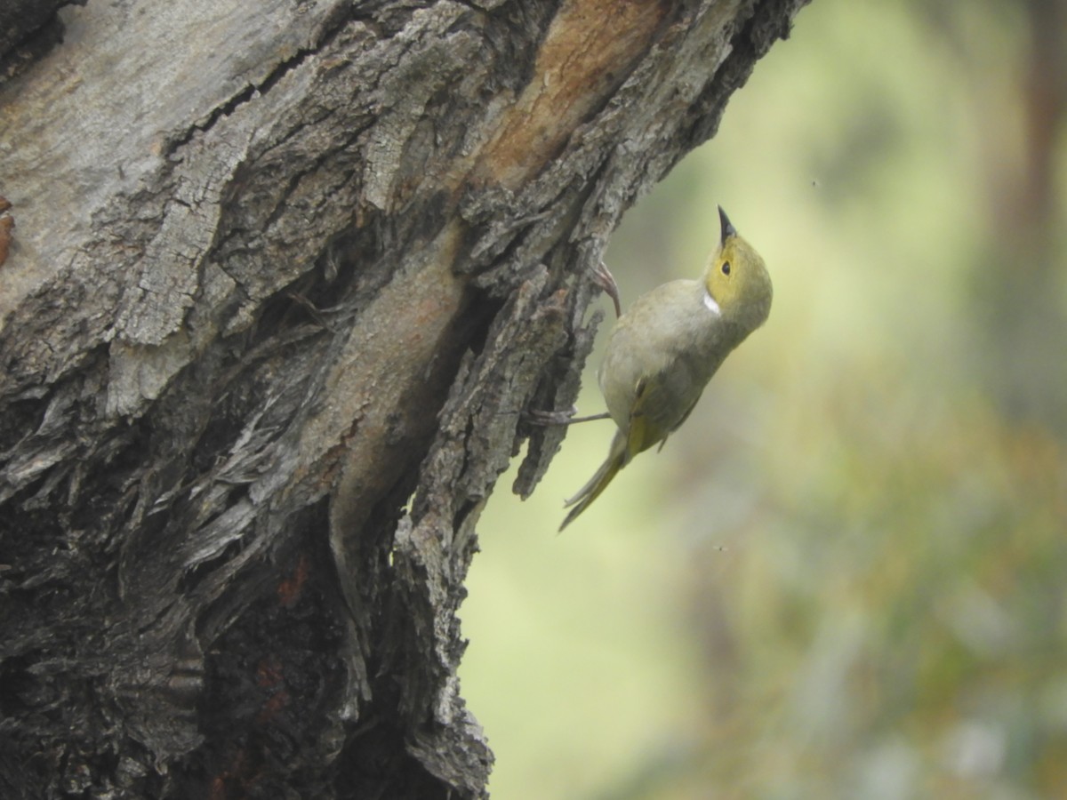 White-plumed Honeyeater - ML646380390