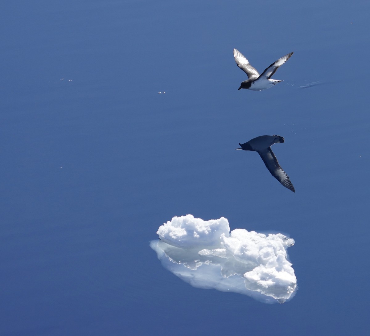 flekkpetrell (capense) - ML646380393