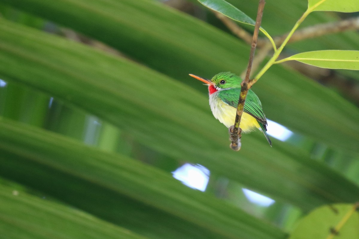 Puerto Rican Tody - ML646380395
