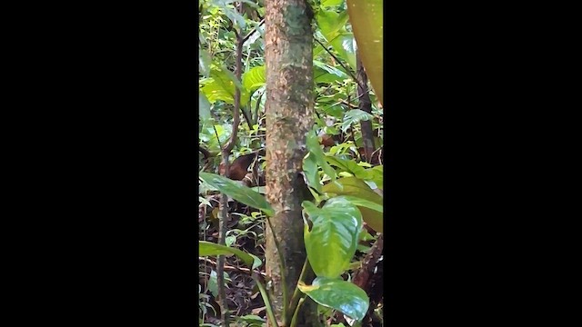 Black-eared Wood-Quail - ML646380396