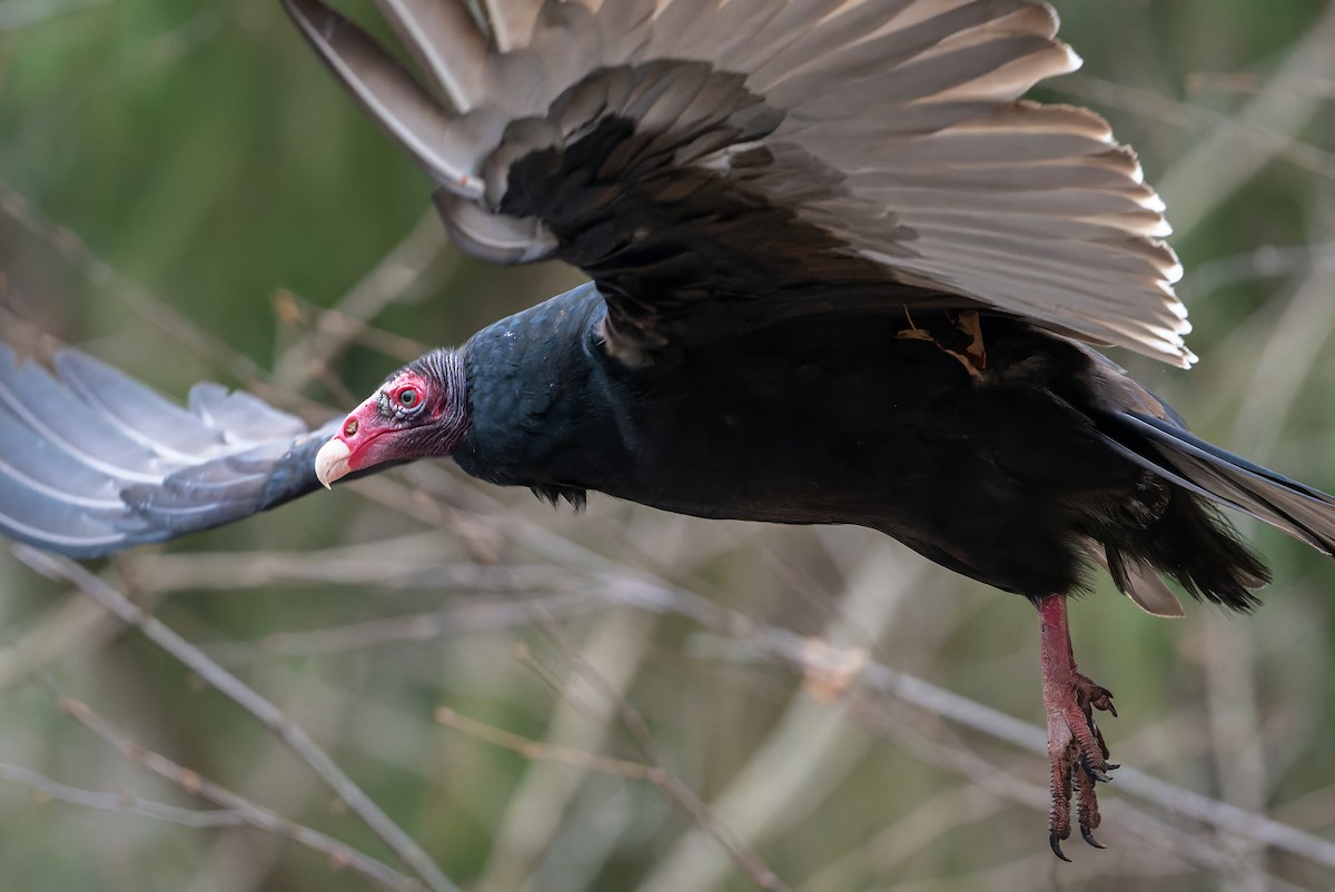 Turkey Vulture - ML646380397