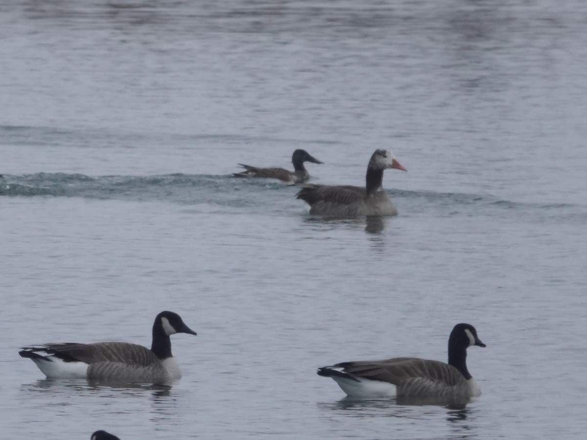 Greater White-fronted Goose - ML646380398