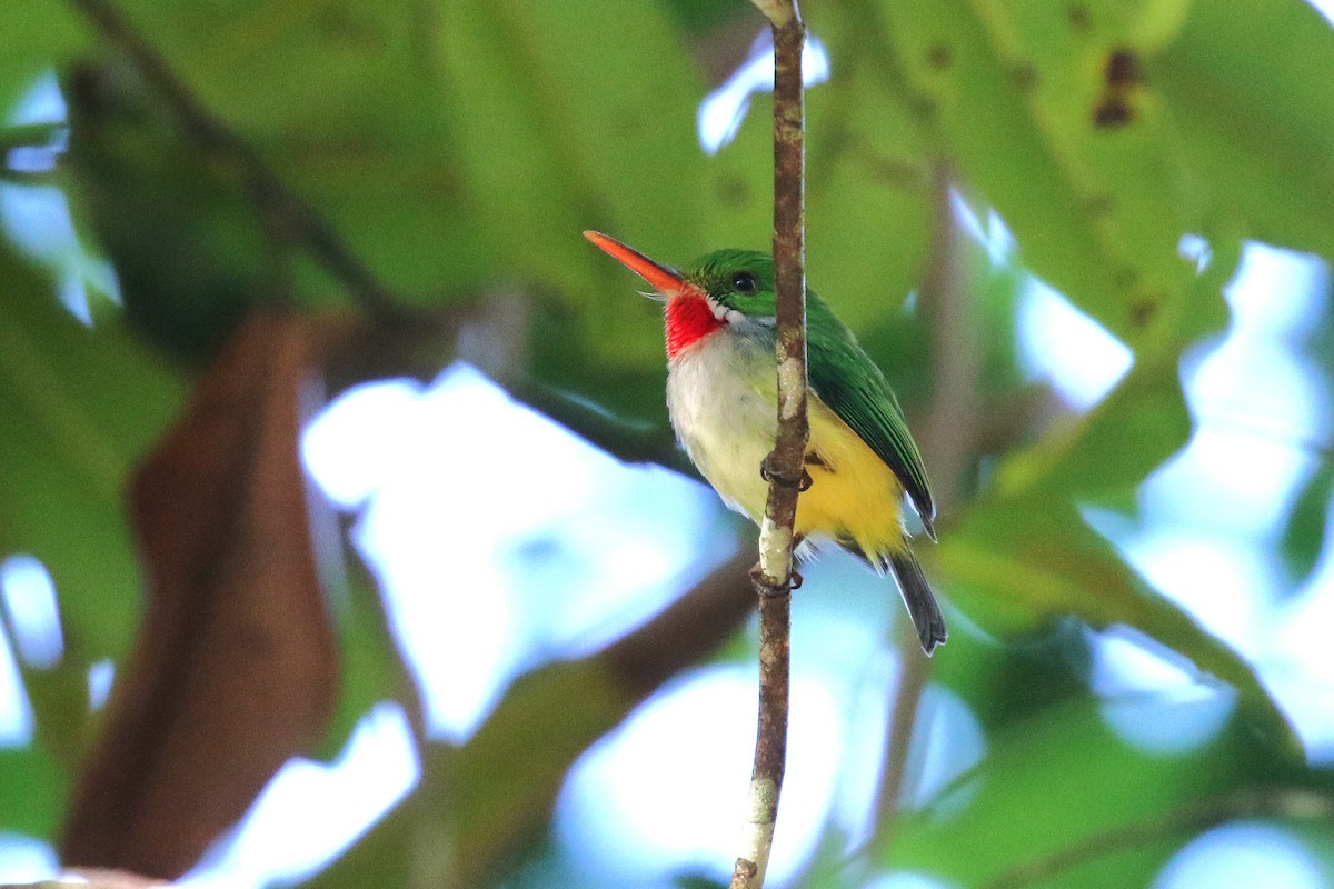 Puerto Rican Tody - ML646380400