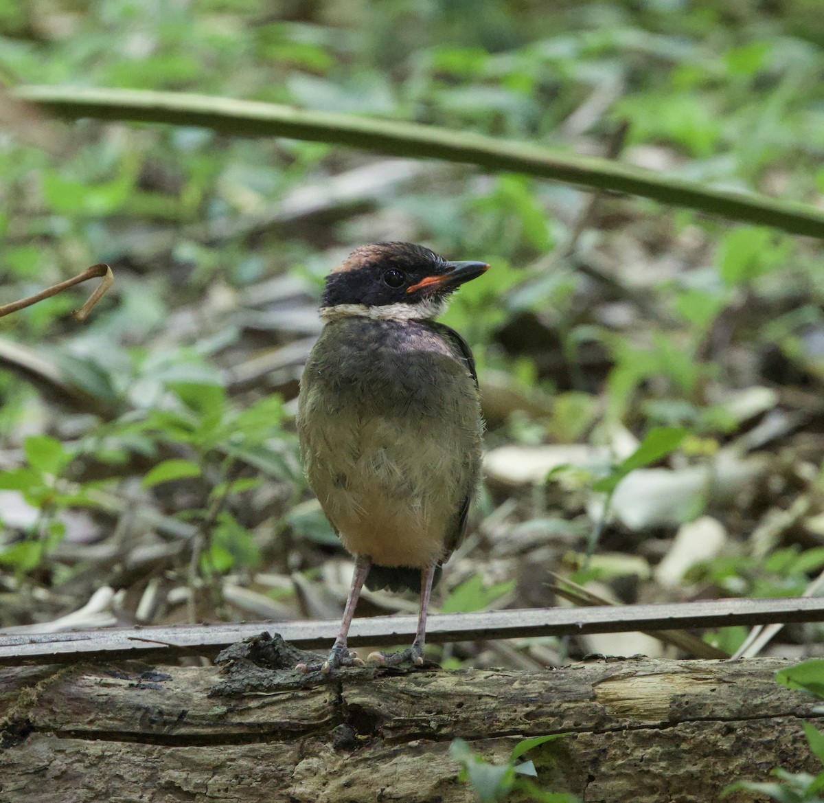 Noisy Pitta - ML646380402