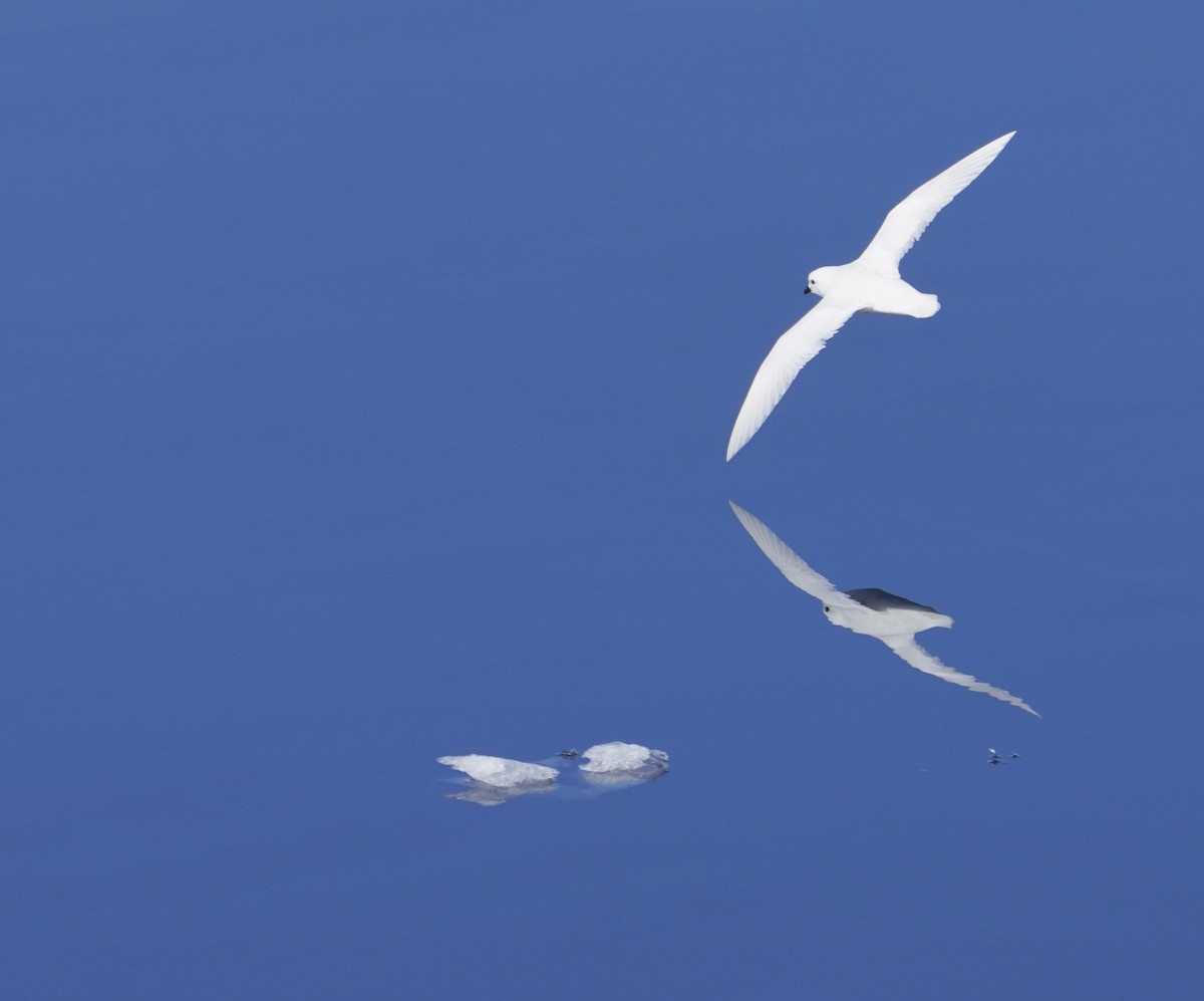 snøpetrell - ML646380403