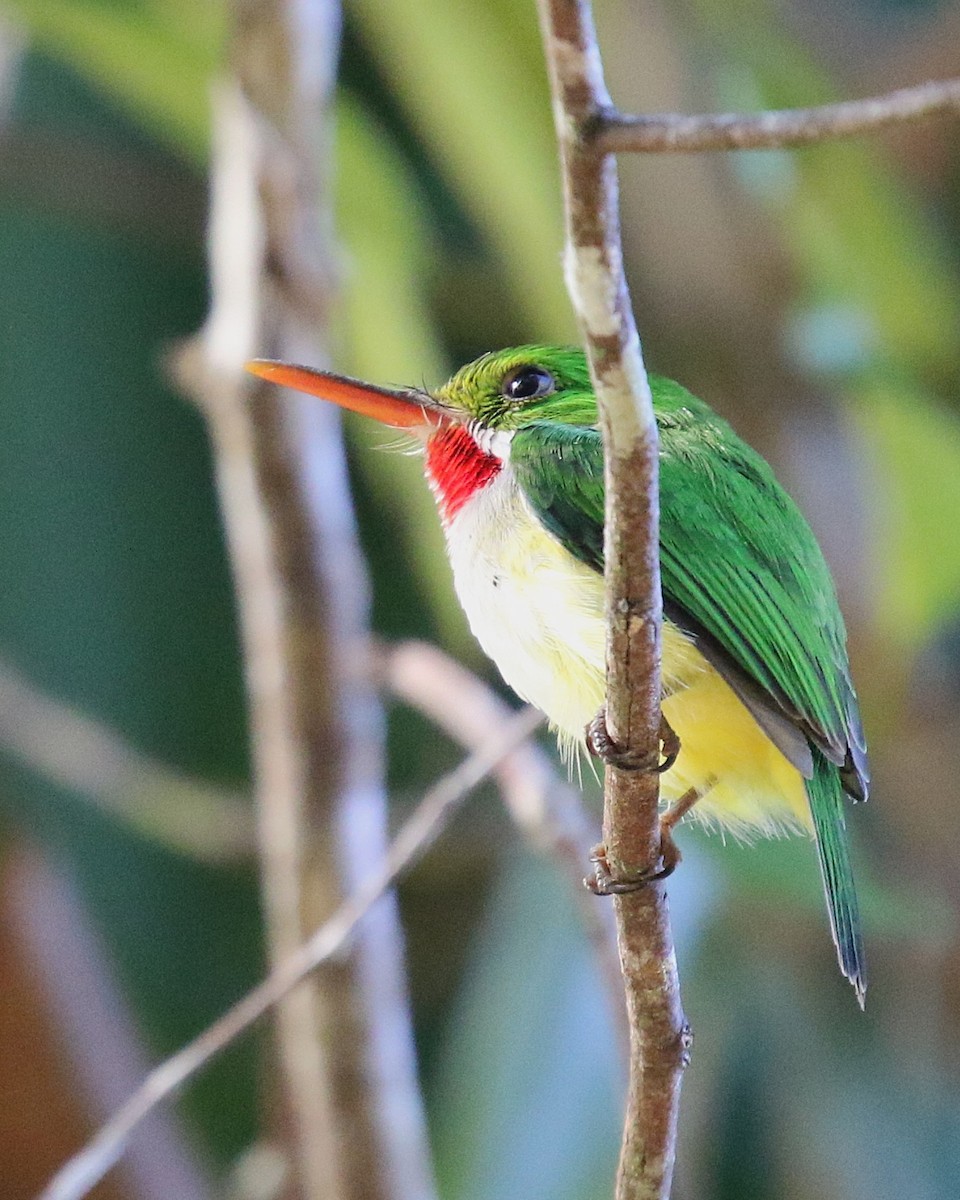 Puerto Rican Tody - ML646380404