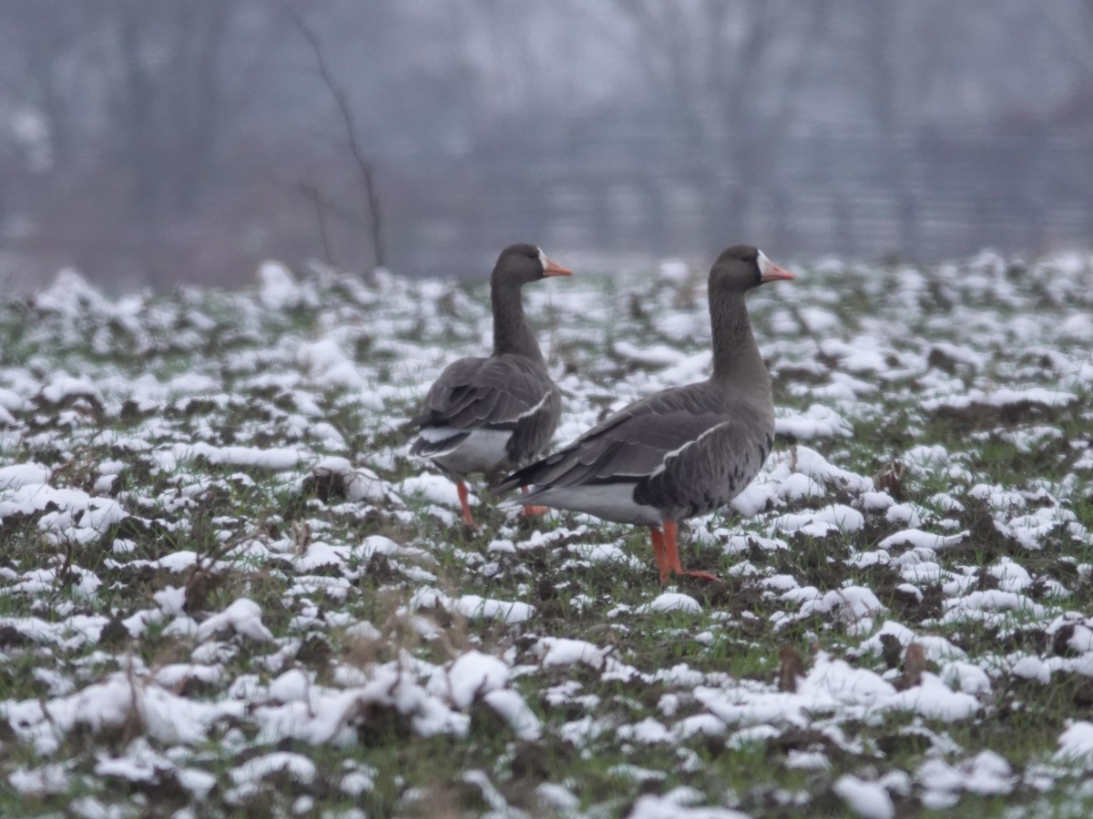 Greater White-fronted Goose - ML646380406