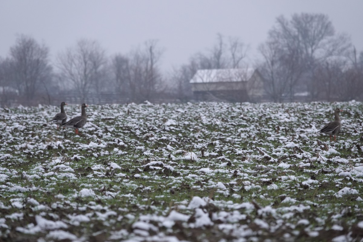 Greater White-fronted Goose - ML646380409