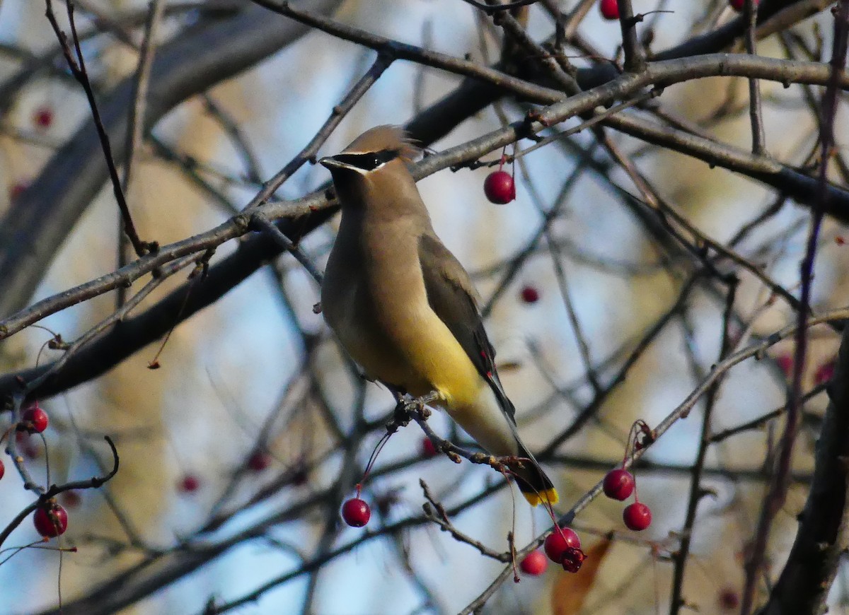 Cedar Waxwing - ML646380411