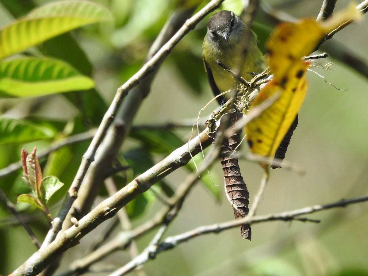 Yellow-crowned Tyrannulet - ML646380412