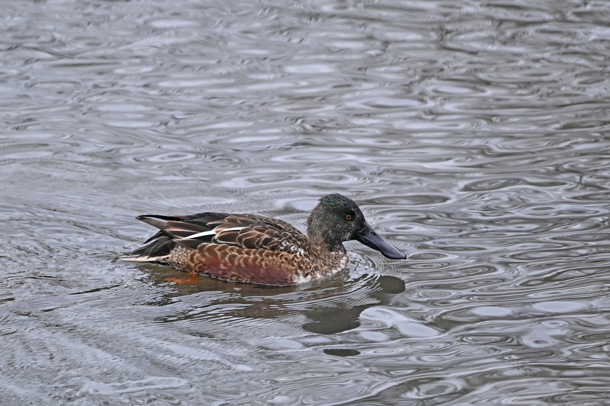 Northern Shoveler - ML646380413