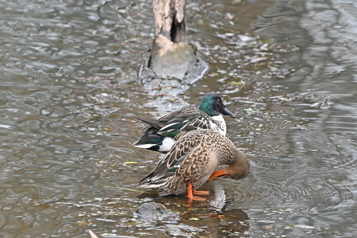 Northern Shoveler - ML646380414