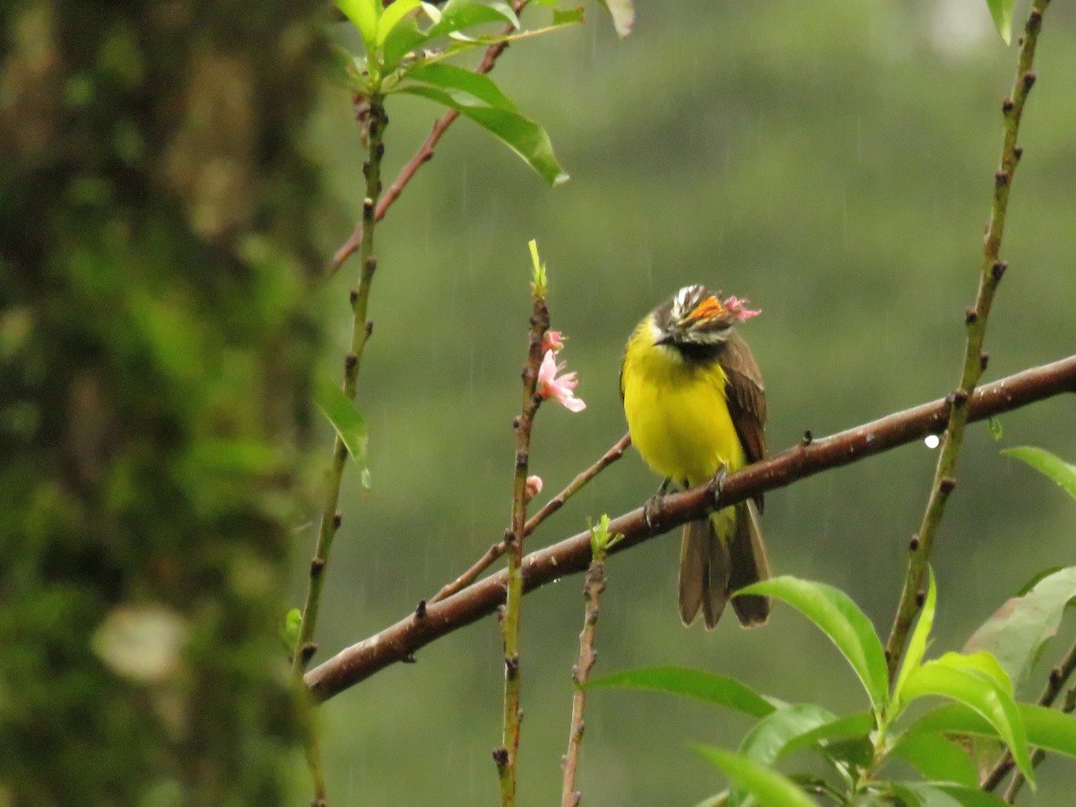 Бієнтевіо рудокрилий - ML646380415