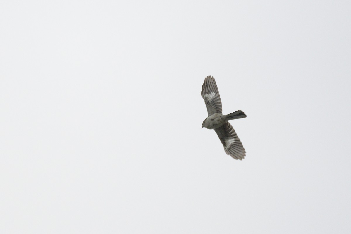 Northern Mockingbird - ML646380416