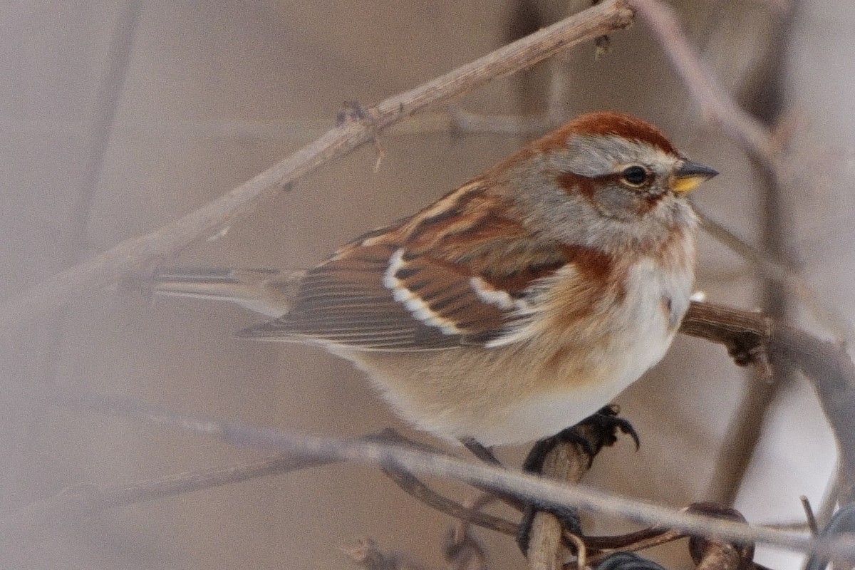 American Tree Sparrow - ML646380418
