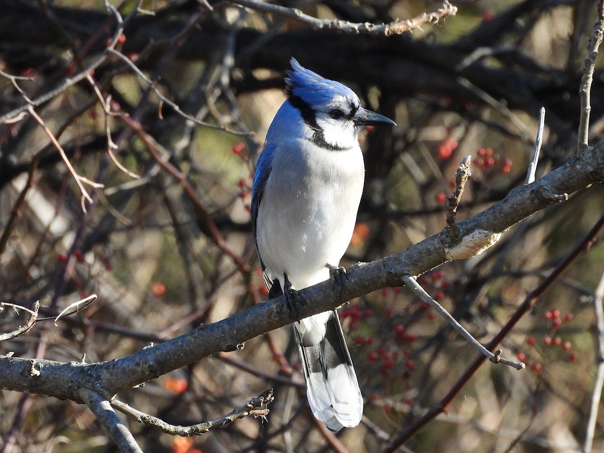 sojka chocholatá - ML646380420