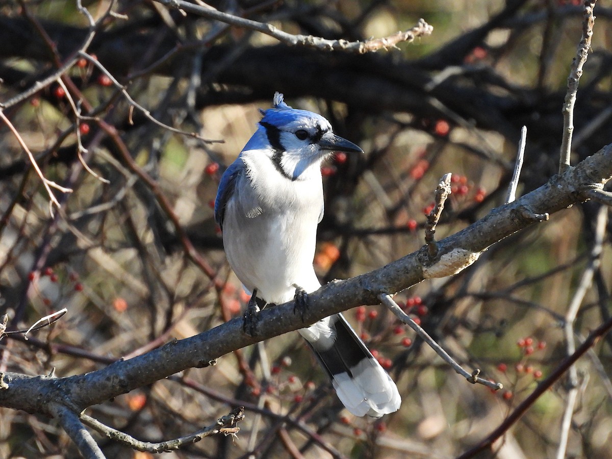 sojka chocholatá - ML646380421