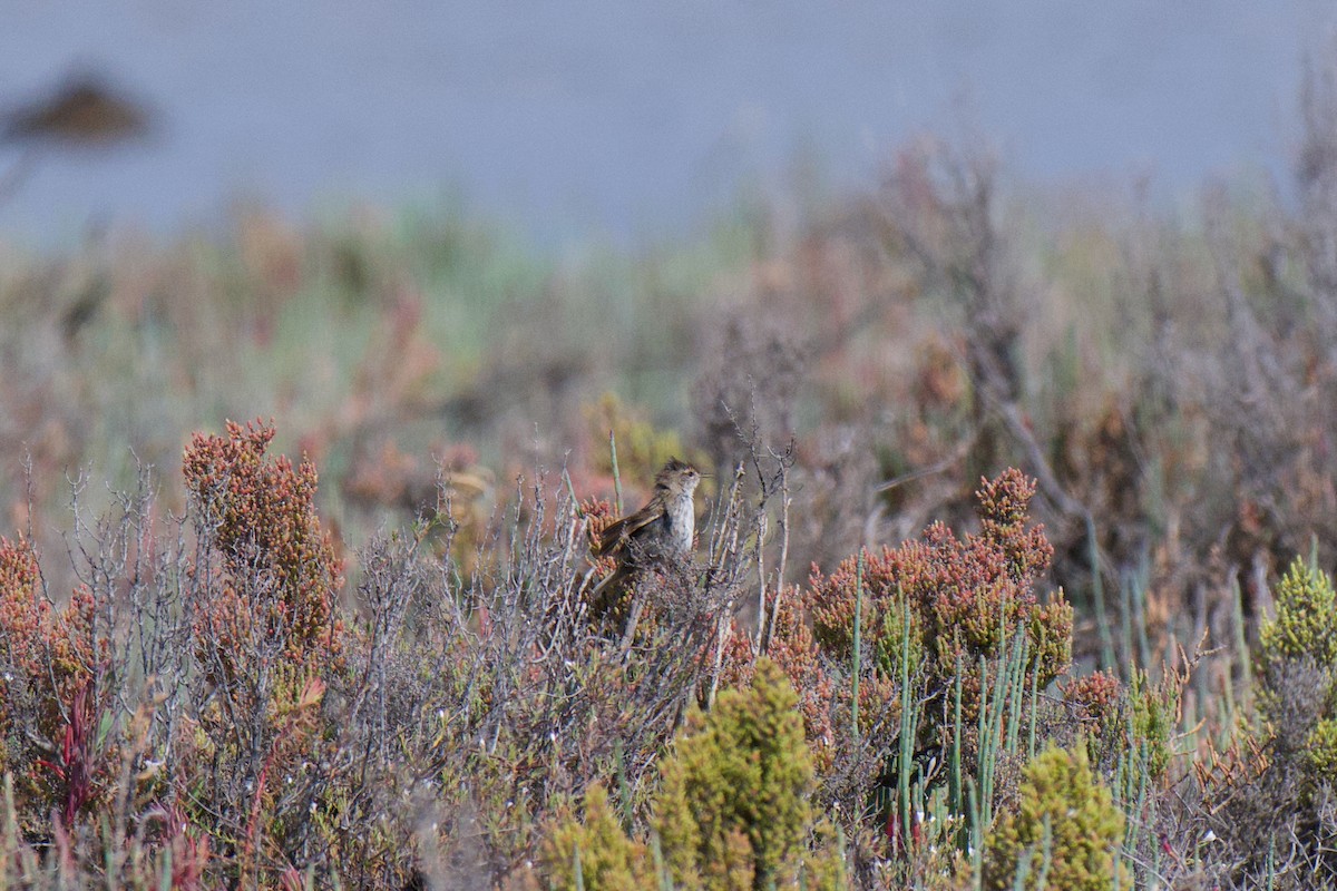 Little Grassbird - ML646380423