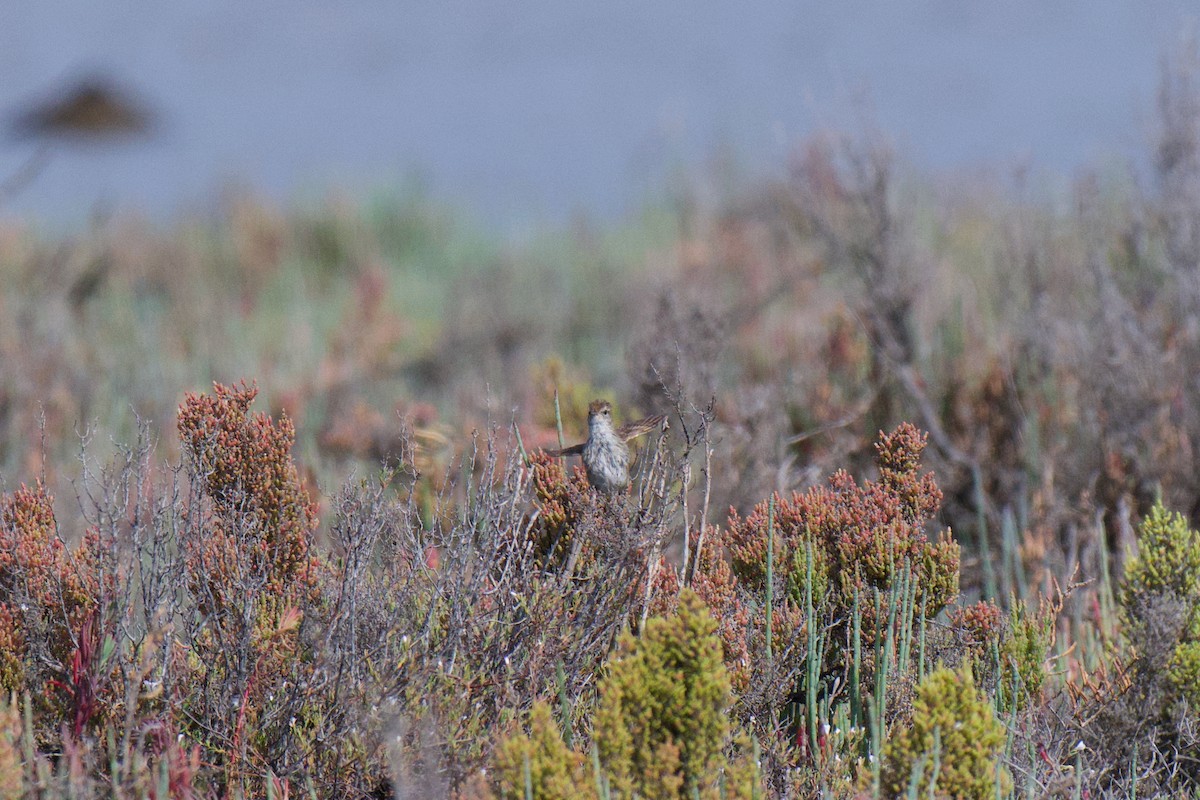 Little Grassbird - ML646380425