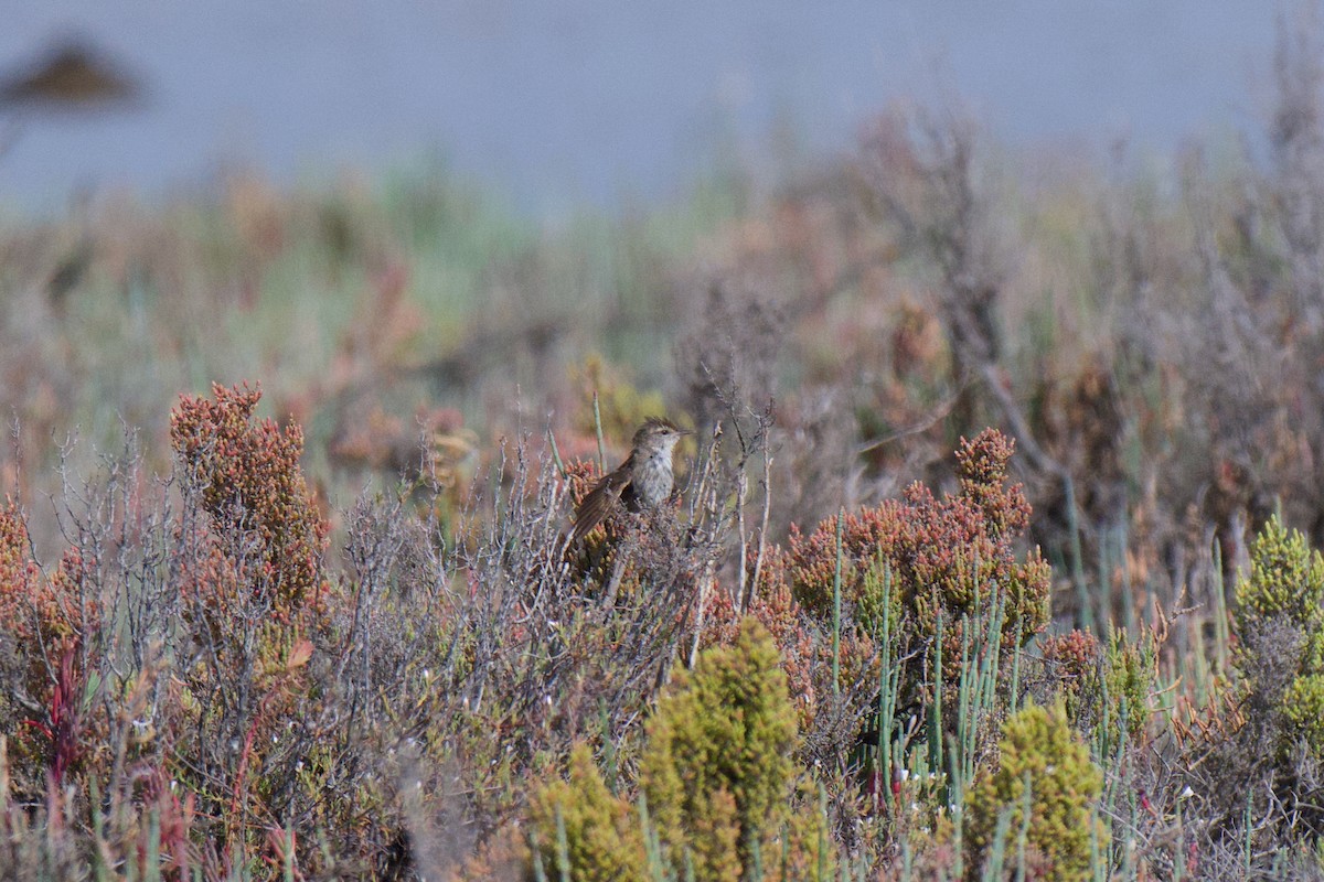 Little Grassbird - ML646380426
